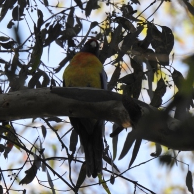 Platycercus elegans flaveolus (Yellow Rosella) at Wagga Wagga, NSW - 29 May 2022 by Liam.m