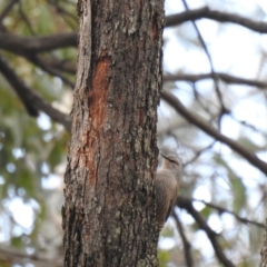 Climacteris picumnus (Brown Treecreeper) at Tarcutta, NSW - 29 May 2022 by Liam.m