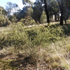 Acacia paradoxa (Kangaroo Thorn) at Tarcutta, NSW - 29 May 2022 by Liam.m