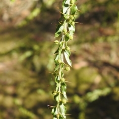 Acacia paradoxa at Tarcutta, NSW - 29 May 2022