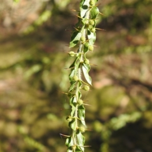 Acacia paradoxa at Tarcutta, NSW - suppressed