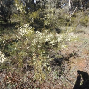 Acacia genistifolia at Tarcutta, NSW - 29 May 2022