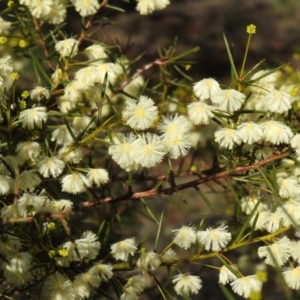 Acacia genistifolia at Tarcutta, NSW - 29 May 2022
