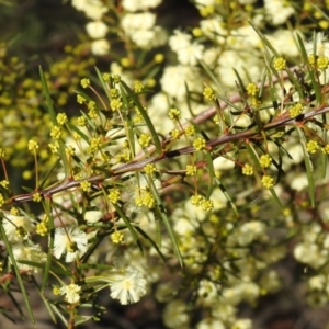 Acacia genistifolia at Tarcutta, NSW - suppressed