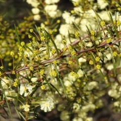 Acacia genistifolia at Tarcutta, NSW - 29 May 2022