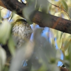 Oriolus sagittatus (Olive-backed Oriole) at Wagga Wagga, NSW - 29 May 2022 by Liam.m