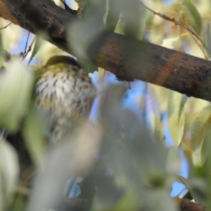 Oriolus sagittatus at Wagga Wagga, NSW - suppressed