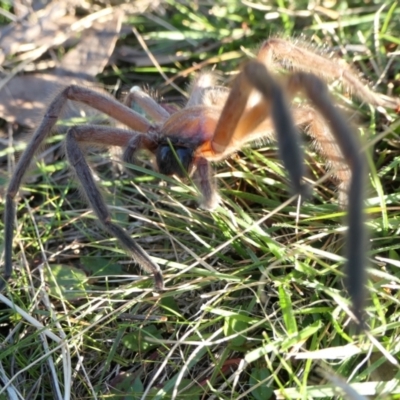 Delena cancerides (Social huntsman spider) at Rugosa - 7 Jul 2022 by SenexRugosus