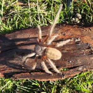 Delena cancerides at Yass River, NSW - 7 Jul 2022