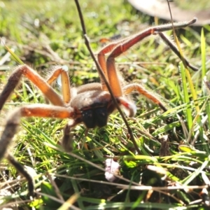 Delena cancerides at Yass River, NSW - 7 Jul 2022