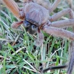 Delena cancerides at Yass River, NSW - 7 Jul 2022