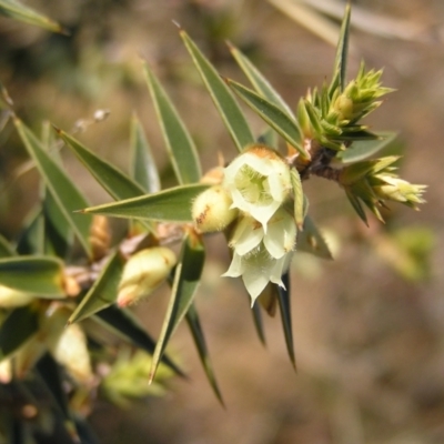 Melichrus urceolatus (Urn Heath) at Mount Taylor - 7 Jul 2022 by MatthewFrawley