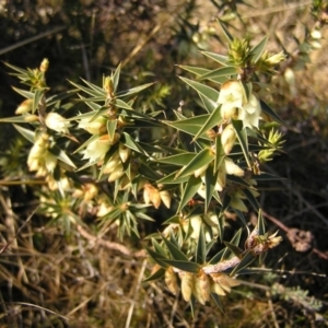 Melichrus urceolatus at Kambah, ACT - 7 Jul 2022 11:07 AM