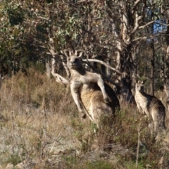Macropus giganteus (Eastern Grey Kangaroo) at Kambah, ACT - 7 Jul 2022 by MatthewFrawley