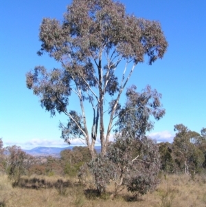 Eucalyptus melliodora at Mount Taylor - 7 Jul 2022