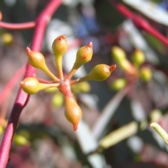 Eucalyptus melliodora at Mount Taylor - 7 Jul 2022