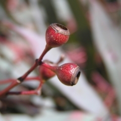 Eucalyptus melliodora at Mount Taylor - 7 Jul 2022