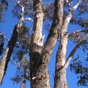 Eucalyptus melliodora at Mount Taylor - 7 Jul 2022