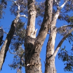 Eucalyptus melliodora at Kambah, ACT - 7 Jul 2022