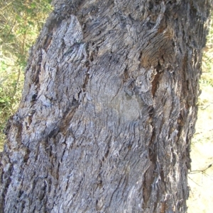 Eucalyptus melliodora at Kambah, ACT - 7 Jul 2022