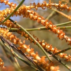 Allocasuarina verticillata (Drooping Sheoak) at Kambah, ACT - 7 Jul 2022 by MatthewFrawley