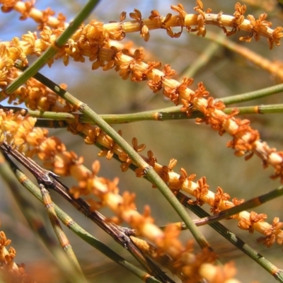 Allocasuarina verticillata (Drooping Sheoak) at Mount Taylor - 7 Jul 2022 by MatthewFrawley