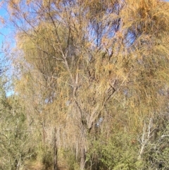 Allocasuarina verticillata at Kambah, ACT - 7 Jul 2022