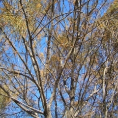 Allocasuarina verticillata at Kambah, ACT - 7 Jul 2022