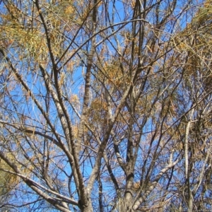 Allocasuarina verticillata at Kambah, ACT - 7 Jul 2022