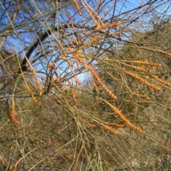 Allocasuarina verticillata at Kambah, ACT - 7 Jul 2022