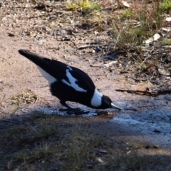Gymnorhina tibicen (Australian Magpie) at Kambah, ACT - 7 Jul 2022 by MatthewFrawley