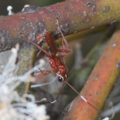 Ichneumonoidea (Superfamily) (A species of parasitic wasp) at Yarralumla, ACT - 30 Jun 2022 by Harrisi