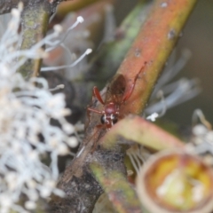 Stiromesostenus sp. (genus) at Yarralumla, ACT - 30 Jun 2022