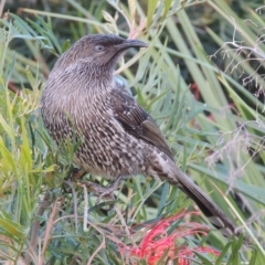 Anthochaera chrysoptera (Little Wattlebird) at Merimbula, NSW - 16 Jul 2020 by MichaelBedingfield