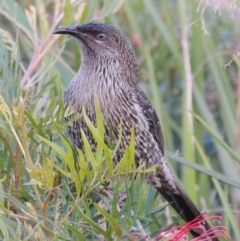 Anthochaera chrysoptera at Merimbula, NSW - 16 Jul 2020