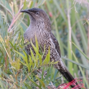 Anthochaera chrysoptera at Merimbula, NSW - 16 Jul 2020