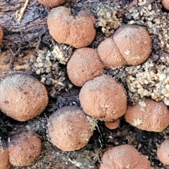 Hypoxylon howeianum at Cook, ACT - 8 Jul 2022 07:51 AM