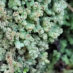 Cladonia sp. (genus) at Cook, ACT - 8 Jul 2022