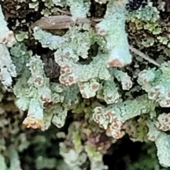 Cladonia sp. (genus) at Cook, ACT - 8 Jul 2022