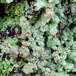 Cladonia sp. (genus) at Cook, ACT - 8 Jul 2022 08:00 AM