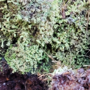 Cladonia sp. (genus) at Cook, ACT - 8 Jul 2022