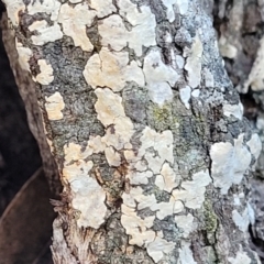 Corticioid fungi at Cook, ACT - 7 Jul 2022 by trevorpreston