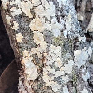 Corticioid fungi at Cook, ACT - 8 Jul 2022 08:01 AM