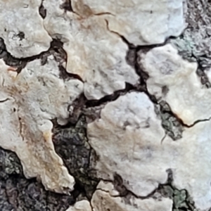 Corticioid fungi at Cook, ACT - 8 Jul 2022 08:01 AM