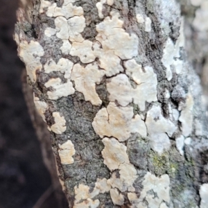 Corticioid fungi at Cook, ACT - 8 Jul 2022 08:01 AM