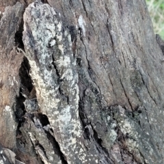 Corticioid fungi at Cook, ACT - 8 Jul 2022 08:01 AM