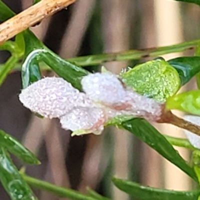 Clematis leptophylla (Small-leaf Clematis, Old Man's Beard) at Cook, ACT - 7 Jul 2022 by trevorpreston