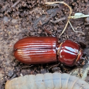 Aulacocyclus edentulus at Cook, ACT - 8 Jul 2022 08:03 AM