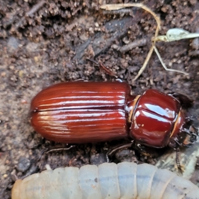 Aulacocyclus edentulus (Passalid beetle) at Cook, ACT - 8 Jul 2022 by trevorpreston