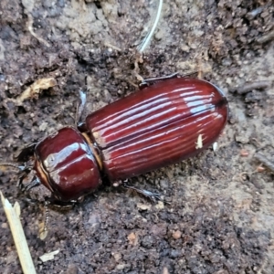 Aulacocyclus edentulus at Cook, ACT - 8 Jul 2022 08:03 AM